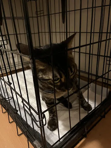 Gabinet dla Zwierząt Maksymilian Ścigała